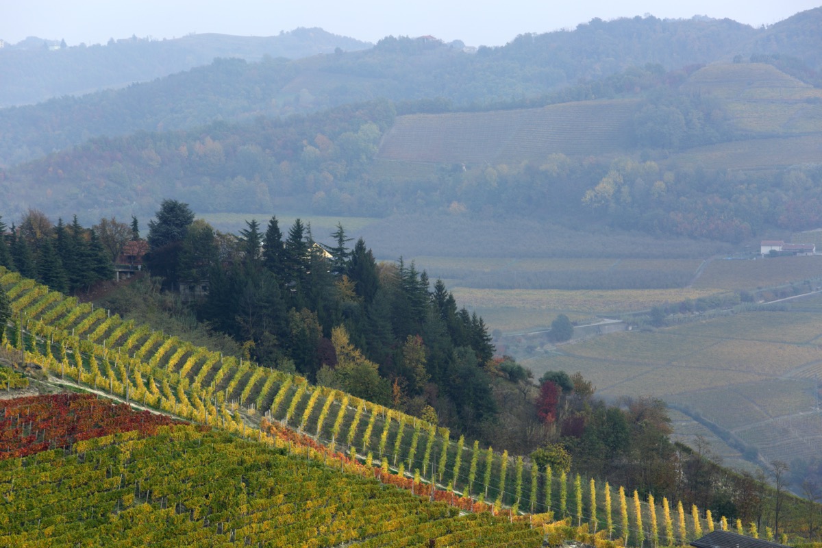 Vigneti sui pendii delle Langhe in autunno, con le colline sullo sfondo