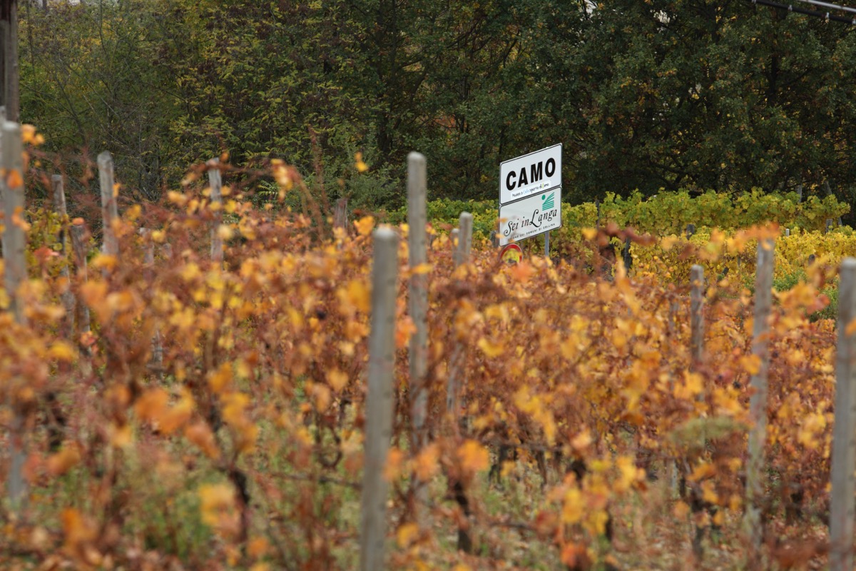 Filari dorati d'autunno davanti al cartello di Camo