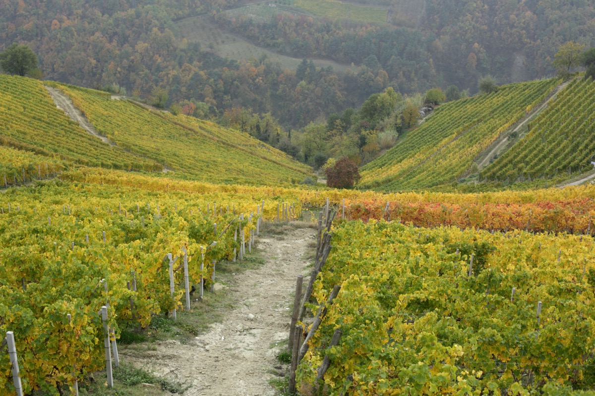 Sentiero sterrato tra i filari di una vigna in autunno
