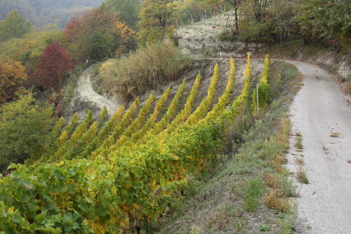 Filari su un versante ripido accanto alla strada, in autunno